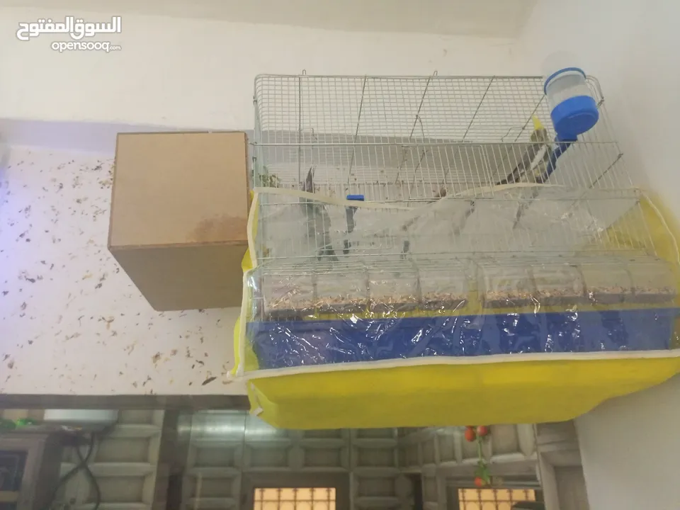 جوز كوكتيل شغالات  اقرا الوصف