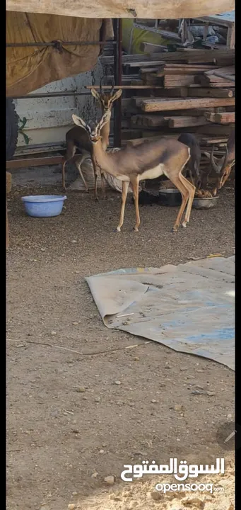 اربعة غزلان للبيع