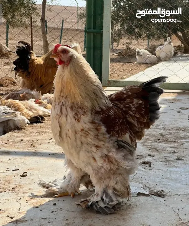 للبيع ديوك براهمه