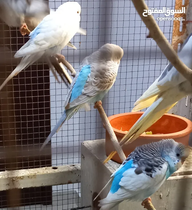 2 Green Opaline baby bird & 4 budgies for sale