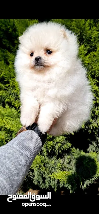 بومارينيان تيكب أصغر حجم مستوى عالي جدا pomeranian t_cup