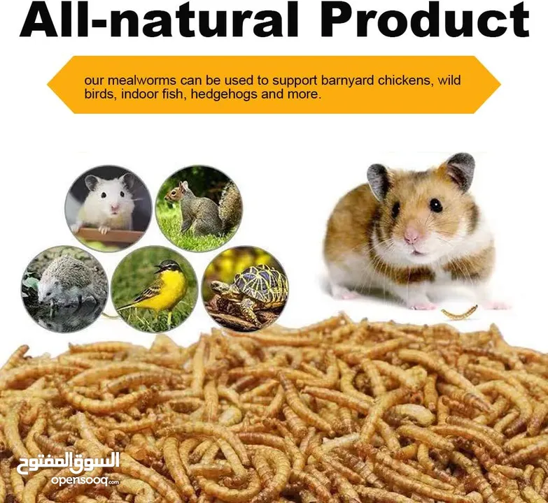 دود قبابي _ميل ورم _ Mealworm