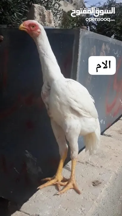 صيصان وديوك باكستاني