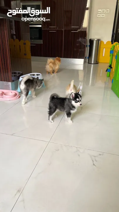 Teacup Pomsky puppies