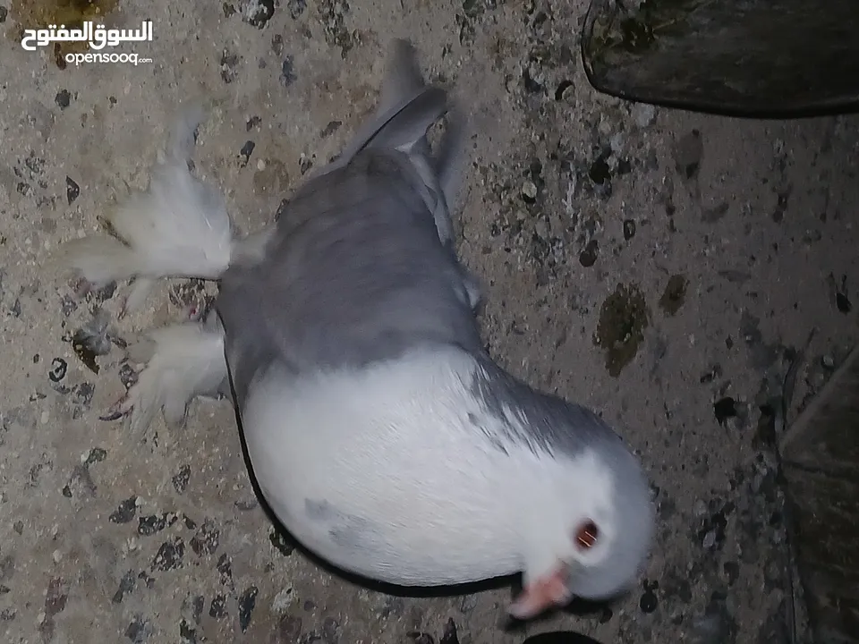 4 جواز شغاله  وفحل مكفوله للبيع دون الفراخ 35 دينار كوم