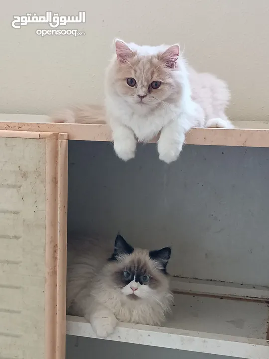 Himalayan kittens for sale pair