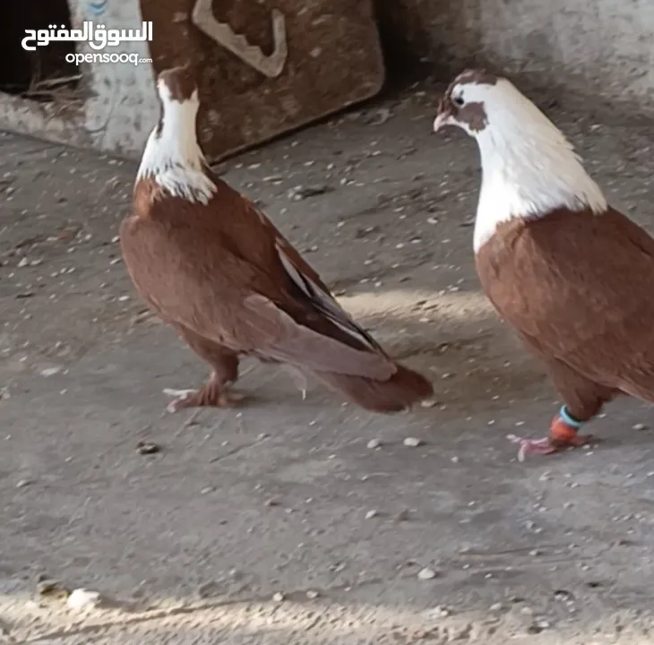 حمام نخب الماني جواز وفردات