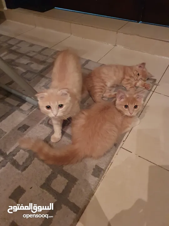 قطط شيرازي الثلاثة