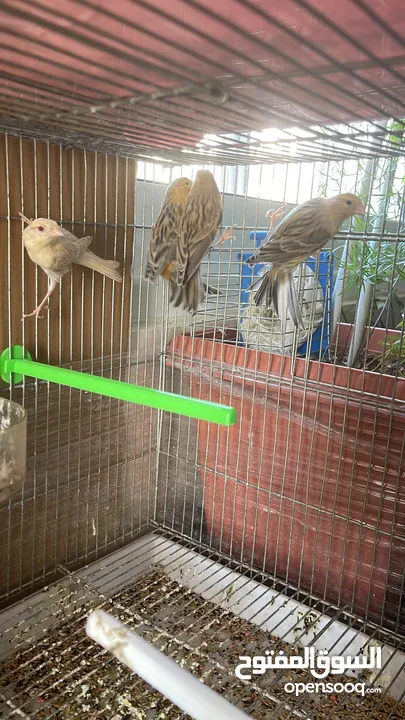 طيور للبيع
