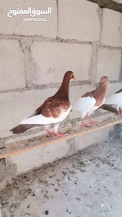 فراخ يهوديات 16 حبه جميع الألوان مفطومات جاهزات للجرد