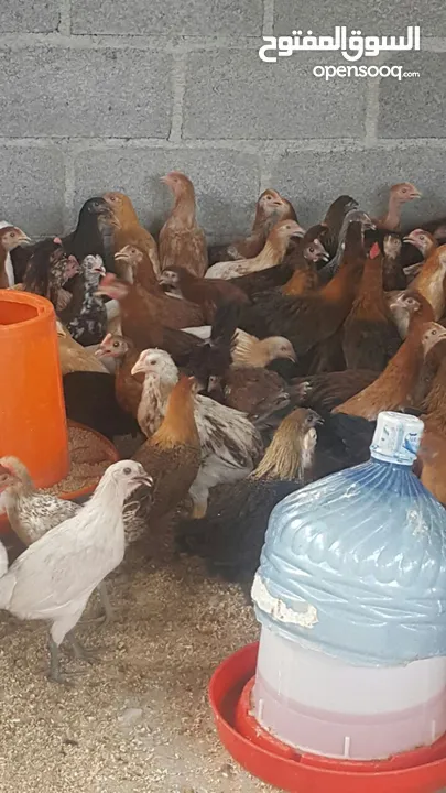 دجاج عمانيات