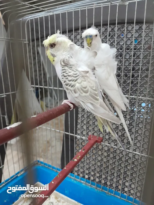 موجود جوز حب هوجو روما الفحل ابو فراخ والطيره بكريه الله يبارك لصاحب النصيب