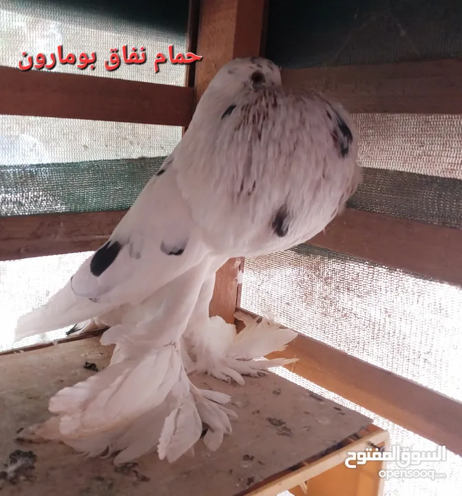 Russian tumbler pigeon for sale.and turkish tumbler pigeon for sale and Pakistani tumbler pigeon for