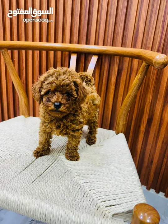 Toy Poodle