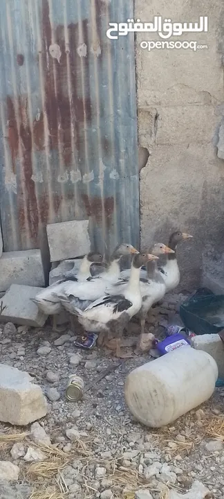 فراخ وز للبيع
