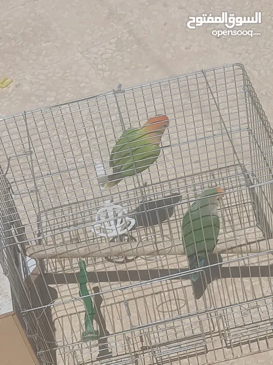روز ذكر وانثى