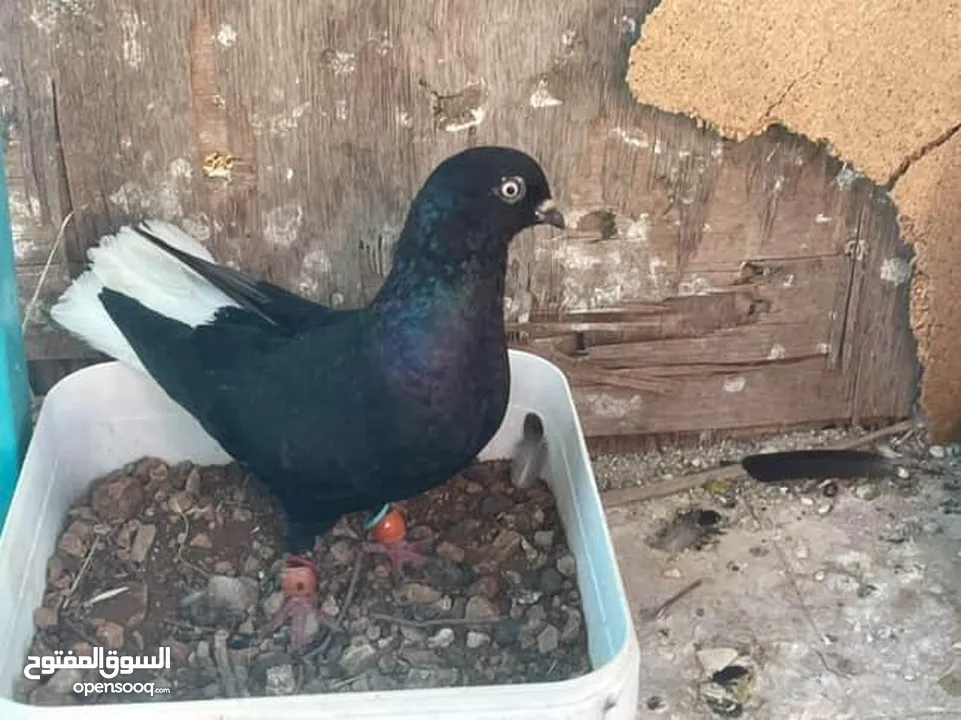 يا غانمين هذول 8حمامات ادفع بحق الله وشيل
