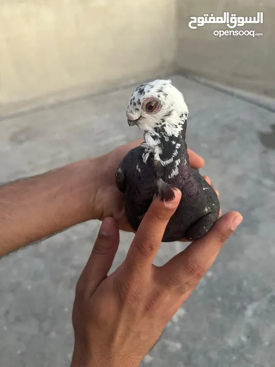 تنظيف سطح جوزين بسعر حرق