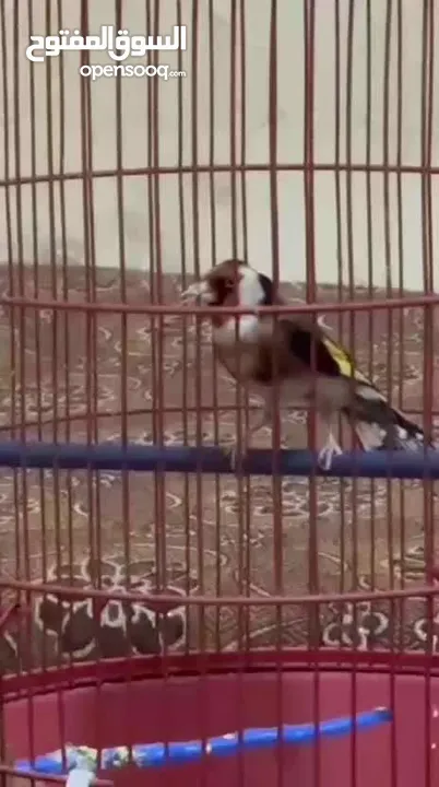 للبيع طائر حسون كبيس ولغه