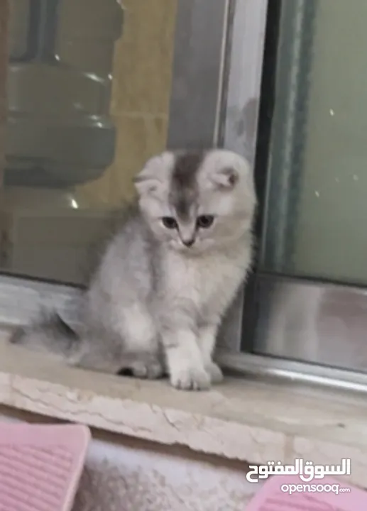 قط سكوتش فولد عمر شهرين ونص
