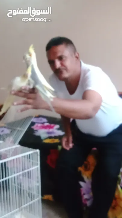 كوكاتيل اليفين جداا