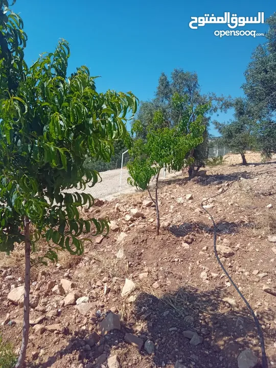 مزرعة للبيع من اراضي غرب عمان  منطقة البصة (ابو السوس ) للبيع بسعر مغري