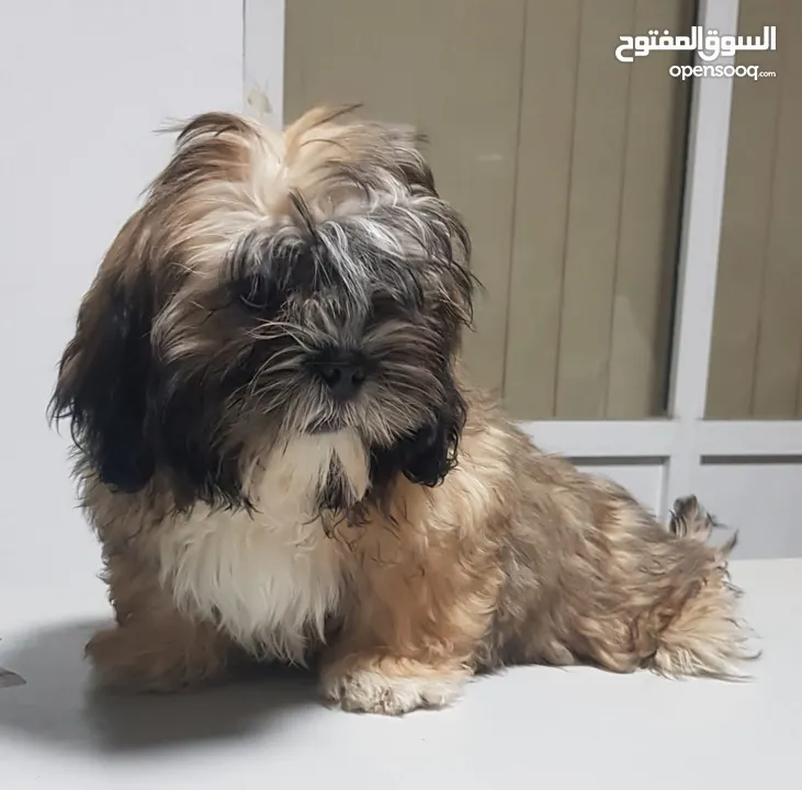 shihtzue puppy