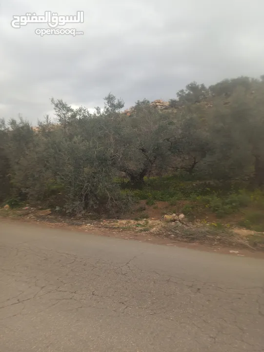 القبة الذهبية  شارع بلعا-دير الغصون