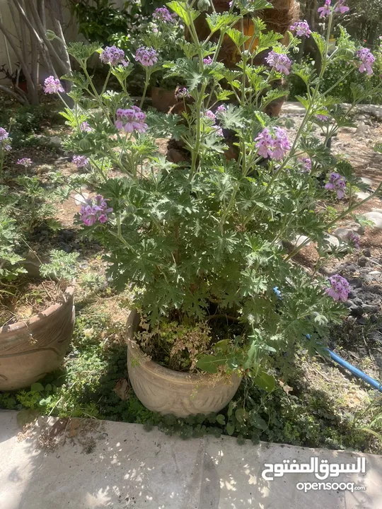 نبتة العطرية مزهرة ورائحة فواحة