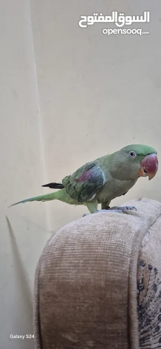 متوة نثية نيبالية أليفة ومتكلمة