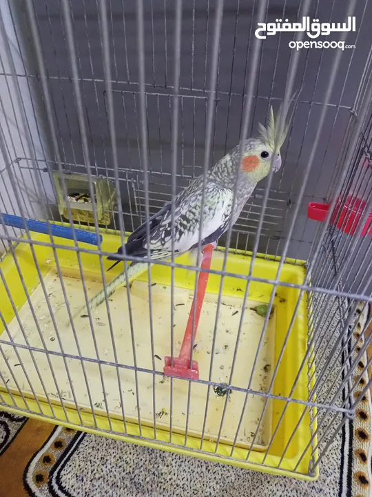 بيع طير العصفور جديد