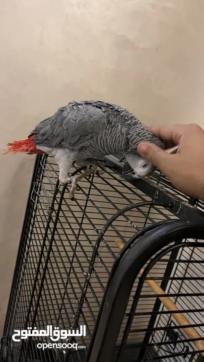 كاسكو مزرعة للبيع حبة بالصلاة علنبي