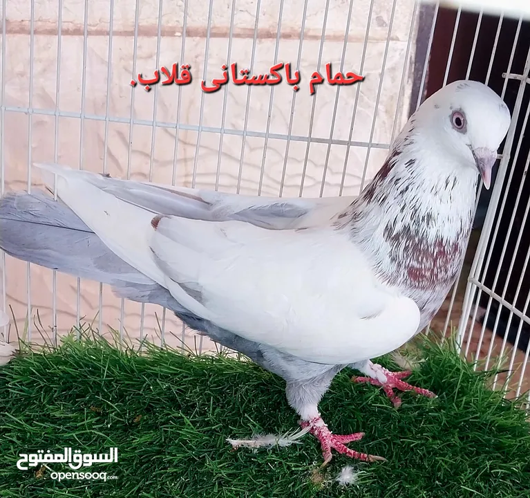 Russian tumbler pigeon for sale.and turkish tumbler pigeon for sale and Pakistani tumbler pigeon for