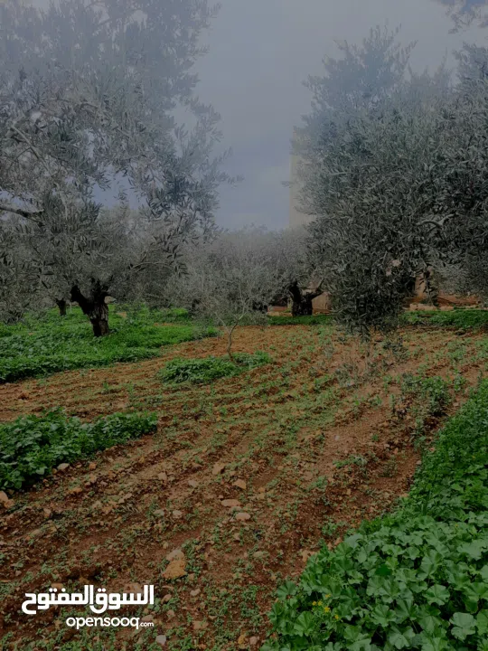 منزل على قطعة أرض 2 دونوم ، لمعرفة السعر الرجاء التواصل على الرقم في الوصف