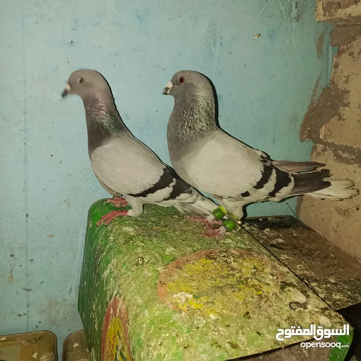حمام زق لناس الغانمه