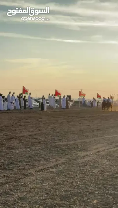 للبيع حصان هادي او للبدل مع ما يناسب