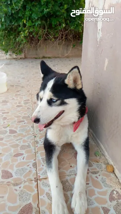 هاسكي أنثى للبيع