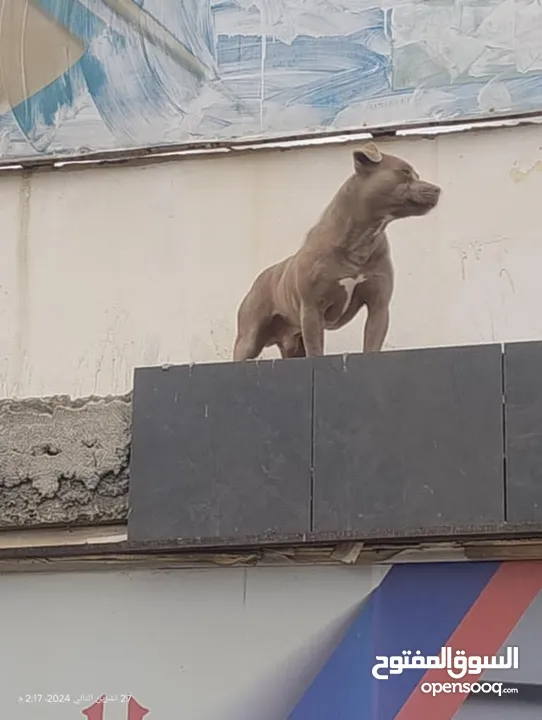 للبدل على طيور