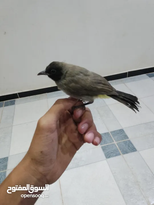 موجود جوز فراخ بلابل بلديه مثل العجينه نادي بيجيك طيران إلي بده فيديوه ببعثله