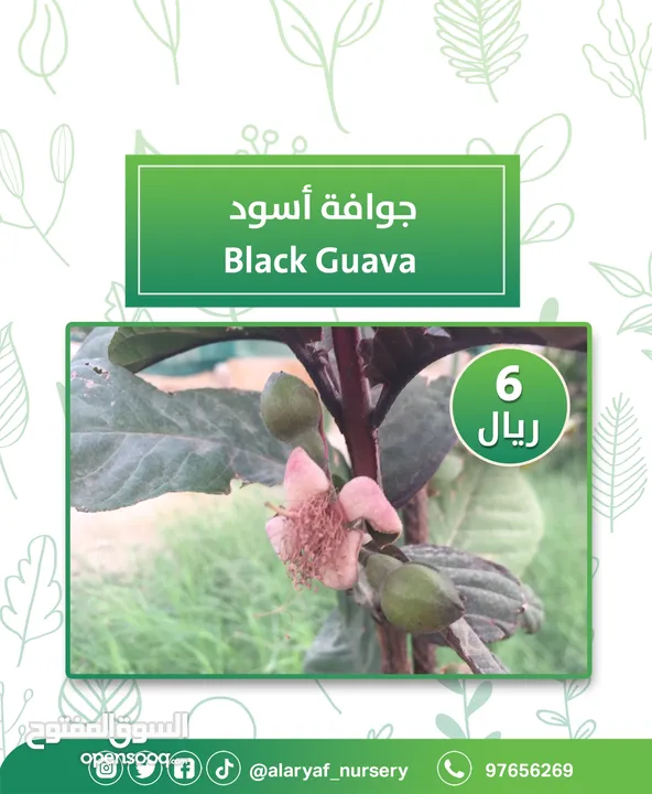 شتلات وأشجار الجوافة من مشتل الأرياف أسعار منافسة الأفضل في السوق  امرود کا درخت  guava