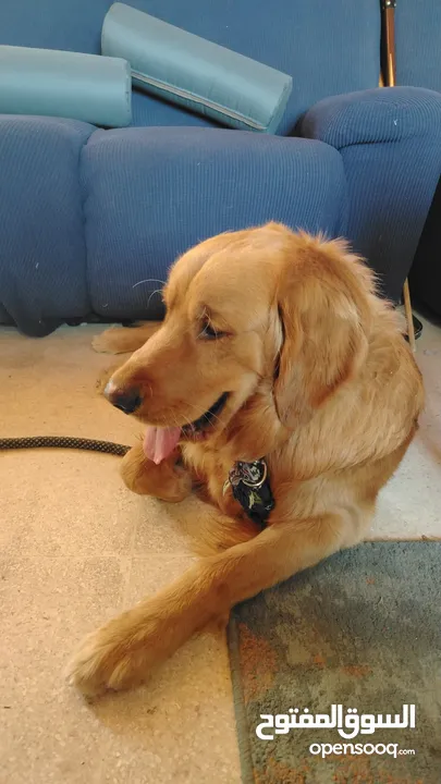 كلب جولدن رتريفر - Golden Retriever