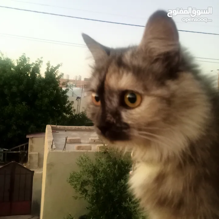قطة شيرازي للبيع