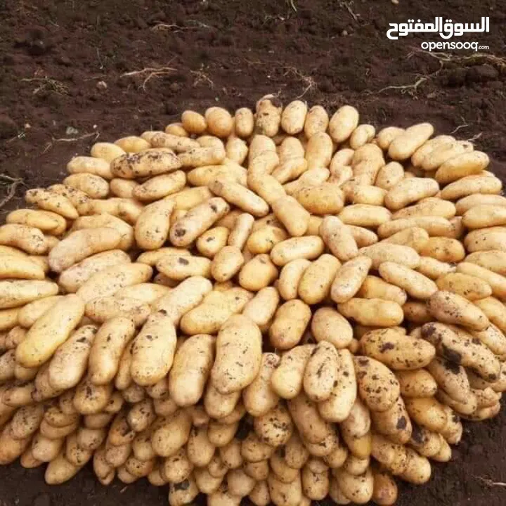 ابراهيم العلكمي لبيع جميع انواع الخضروات والفواكه جمله وتجزئه
