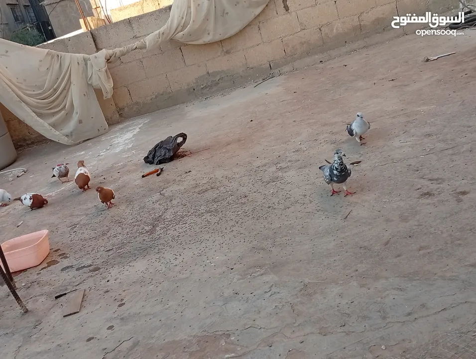 جواز حمام للبيع المستعجل وبسعر مغري جدا