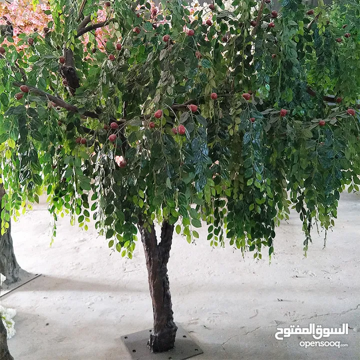 اشجار مثمره