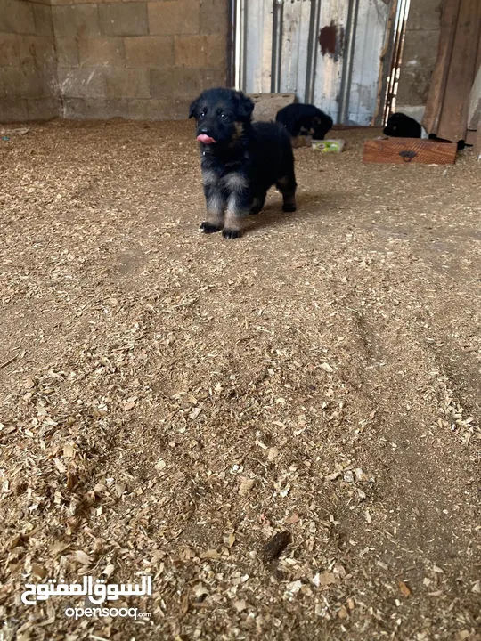 جراو جيرمن مستوى عالي 35 يوم