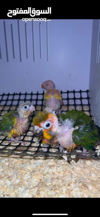 فروخ غر كنيورات ومتاتو