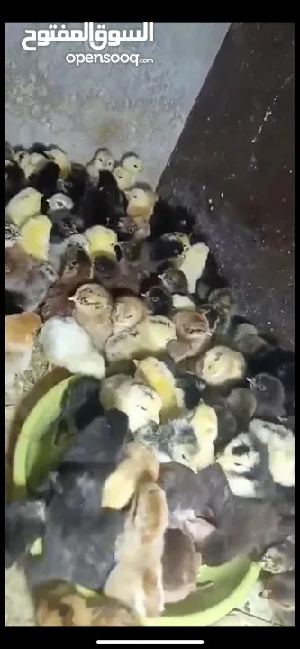 صوص بلدي  البزره القديمه حبات النخب من حضك والله يبارك ل صاحب النصيب..