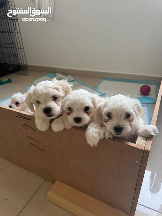 Maltese puppies ready to move to a new home