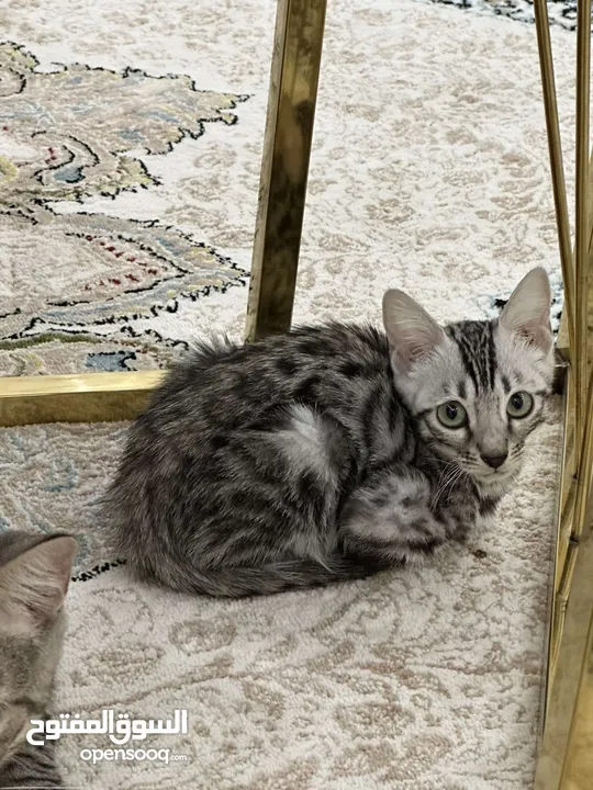 Pure bengal cat age 3 months, 5 months and 1   year قطة بنغال بيور العمر 3 شهور، 5 شهور وسنة